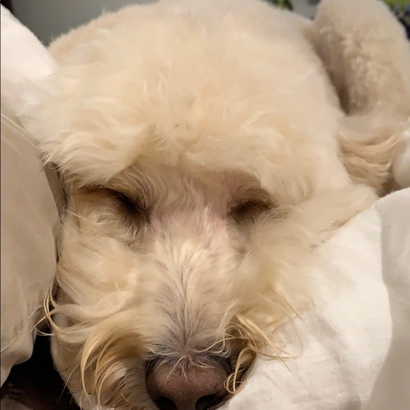 Meet your Posher, Lauren - Picture 1 of 1